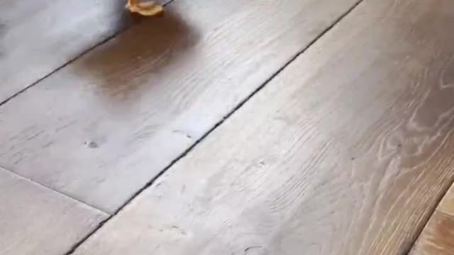 Fat cat and little white duck fight everyday, hope you like oh