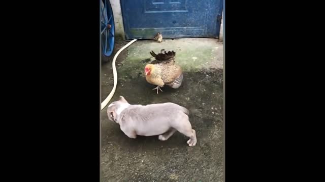 Chicken VS Dog Fight-EP02