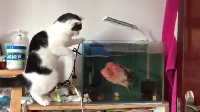 Little Cute Cat And Fish Fighting - Cat wants To Catch The Fish But He Can't.