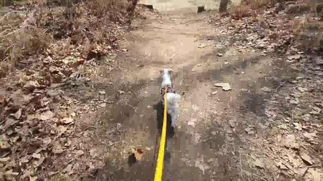 A puppy excited for a walk.