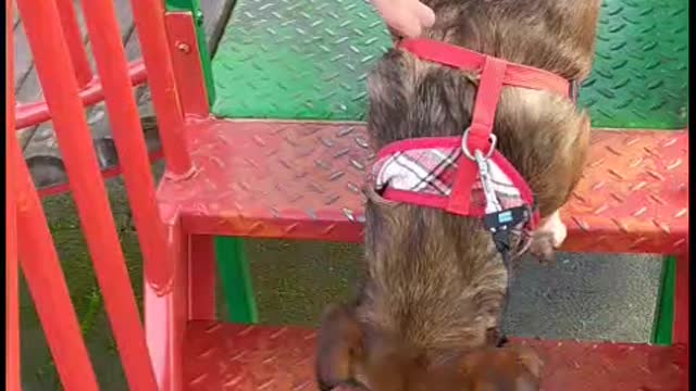 Lovely dog is discovering playground