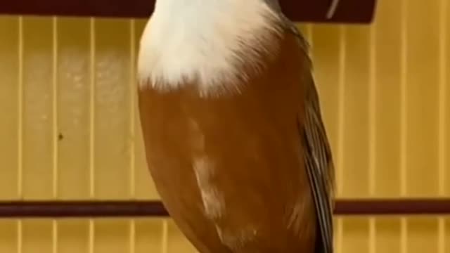 For bird lovers "Caboclinho"! ♾️