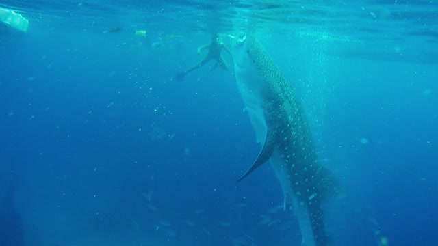 The World's Largest fish - Whale Shark - Philippines top tourist attraction