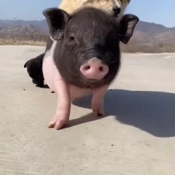 Beste ASMR-Hundefutter