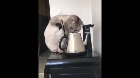 Kitty Vs Kettle 😹