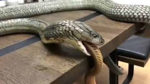 A Big Snake Swallows Another Snake.