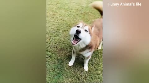 Animals 2023 Cats and Dogs |Animal Videos 2023