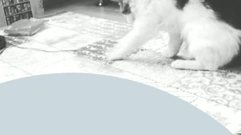White cat playing with cord and jumping