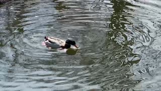 Mallards 🦆 @ the River