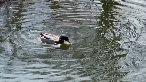 Mallards 🦆 @ the River