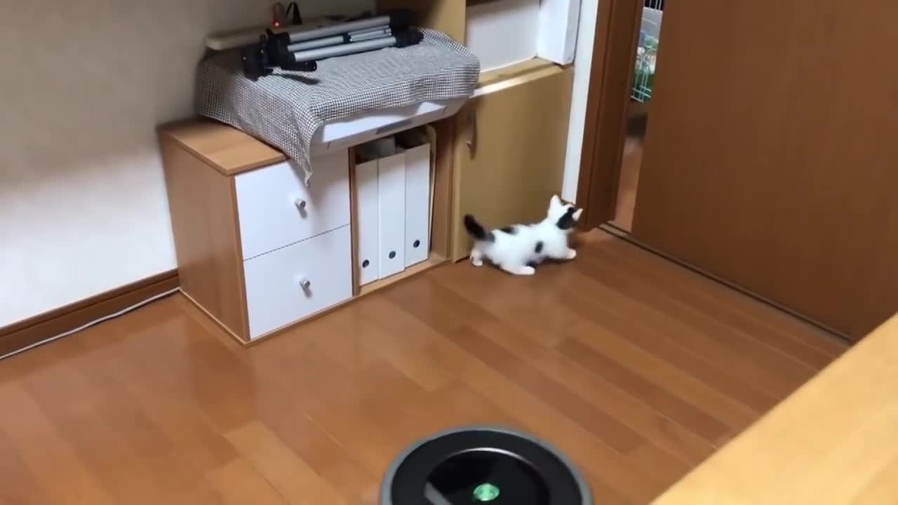Somehow it's fun and there's a move Cat is funny.