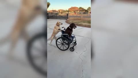 Cute Pets And Funny Animals Compilation Part No 3