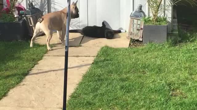 Frenchie tried his hardest to get cat to play