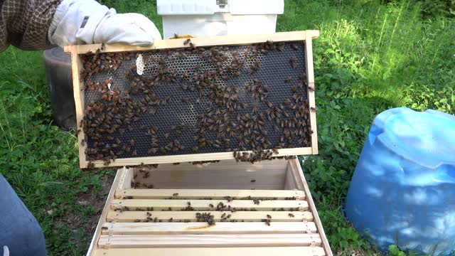 Italian Beehive Possibly Missing Queen