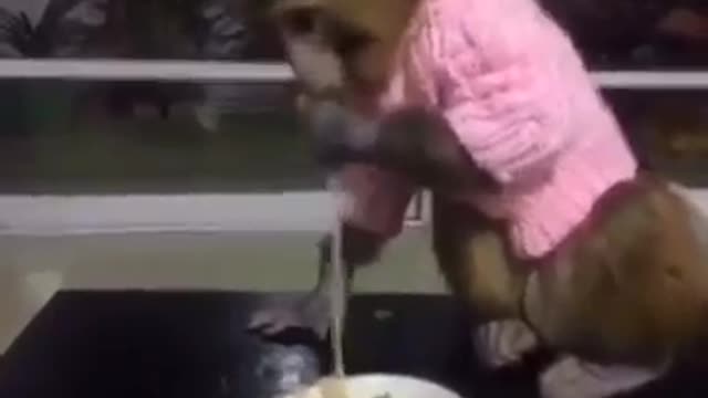 Funny Animal Videos at And Dog