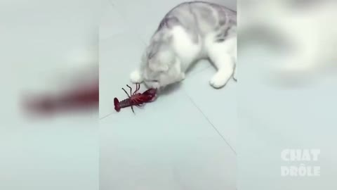 Very cute and crazy cat vol #3 - fight with a crayfish