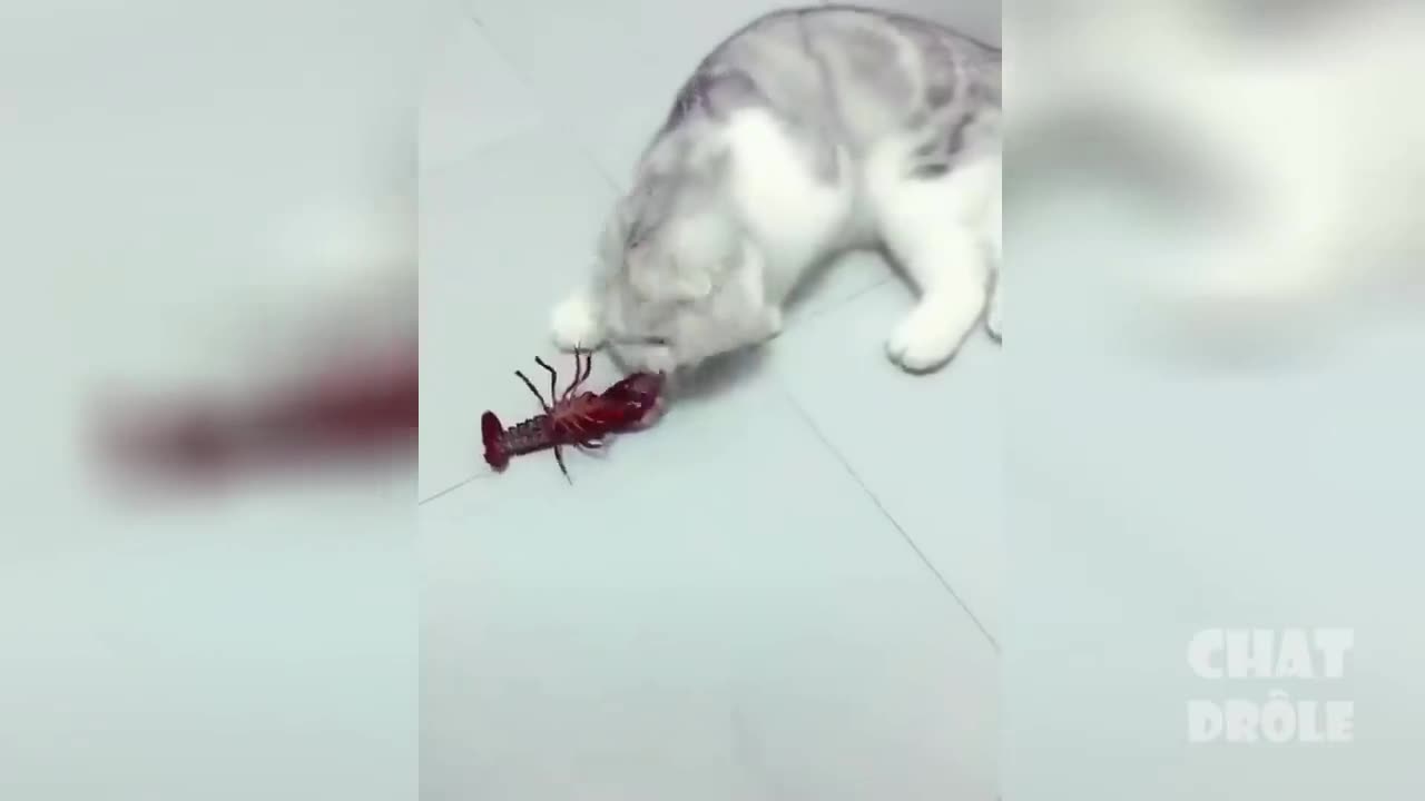 Very cute and crazy cat vol #3 - fight with a crayfish