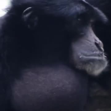 the Singing Monkey 🤩