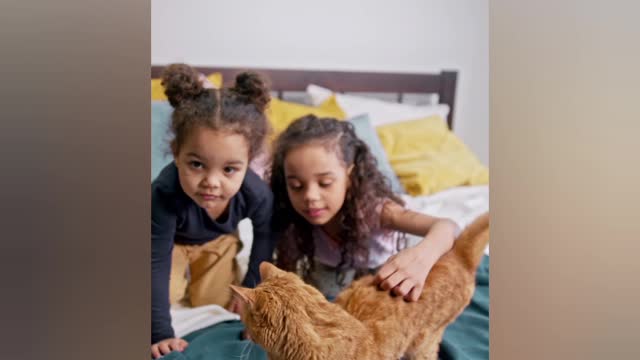 My kids love their first cat