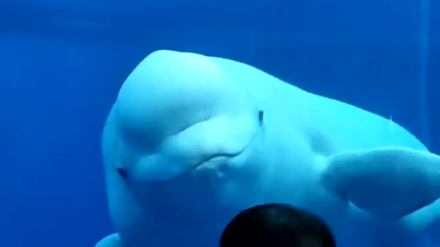 Beluga Whale Comes in Close to Say Hello