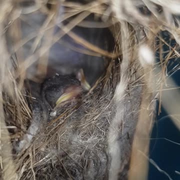 Beautiful baby hummingbirds expecting their mother with food.