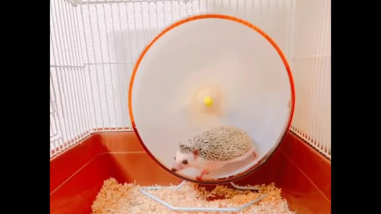 Hedgehog practicing Sports After A Meal