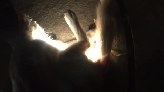 Random stray cat blocking the light