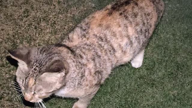 Stray cat at the park looking for shelter