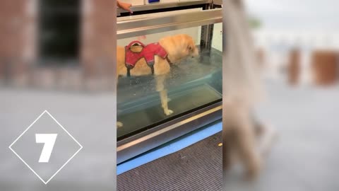 🐶🤣 _ Dog Lovers _ Funny Pet Videos _ SHORT & FUNNY Videos