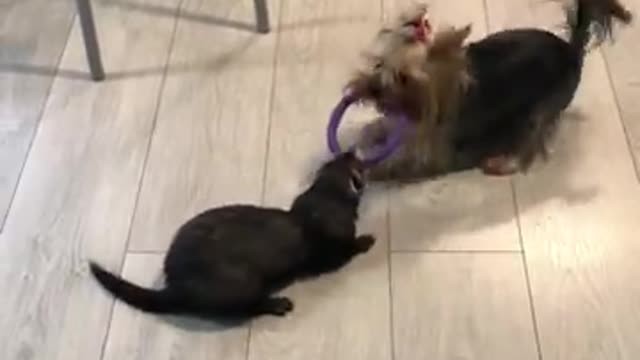 Pup & ferret best friends play tug-of-war. Full credit to Donny yorkie