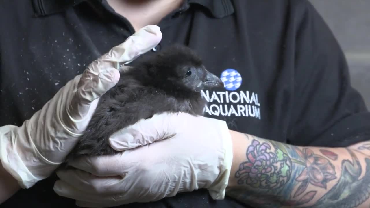 New puffin chicks at the National Aquarium