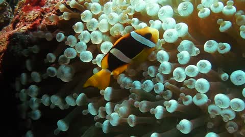 Clown fish