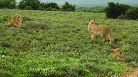 prey animals