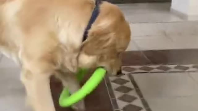 5.My Golden Retriever Broke the Rules of the Game