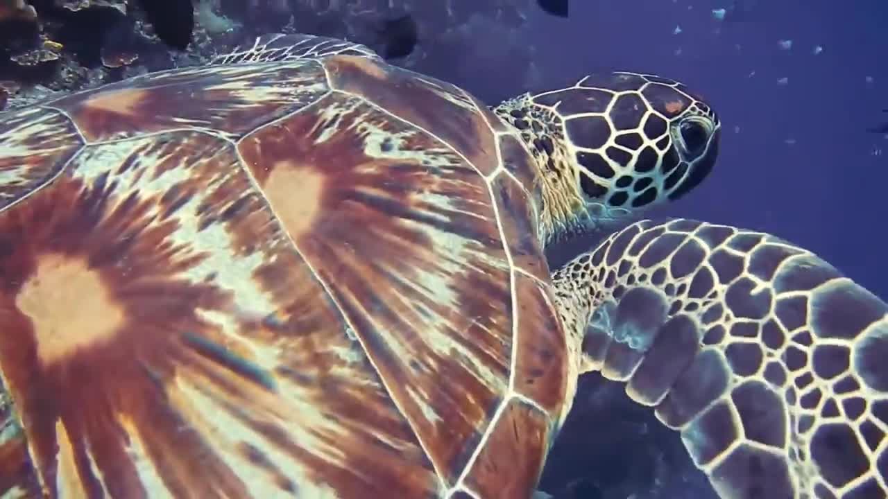 ANIMAL VIDEO VERY BEAUTIFUL JUST SEE IT AND ENJOY