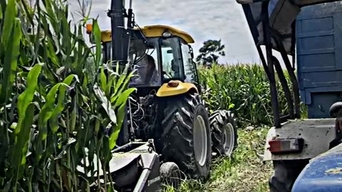 Farmer makki silage