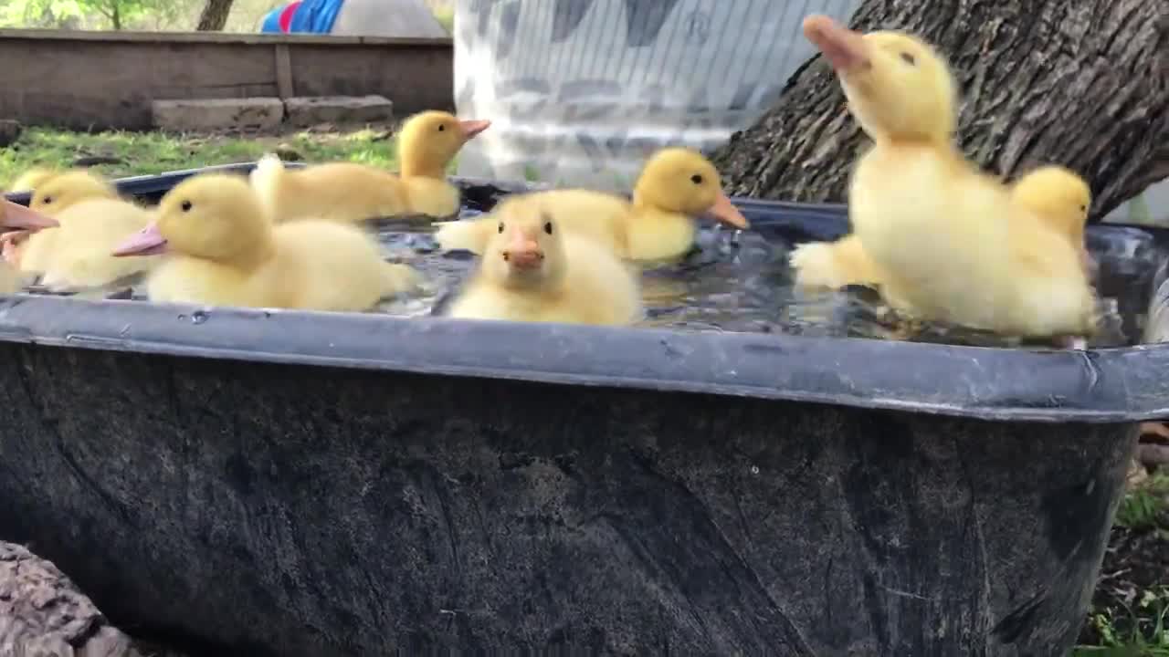 Cutest Baby Animals! - Fuzzy Yellow Ducklings Playing Outside