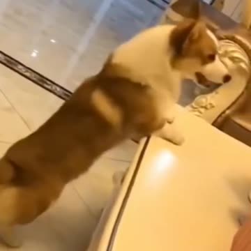 Funny Cat And Dog Videos.