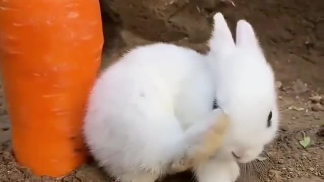 Cute rabbit funny video 🐰😍