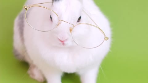 Rabit funny video