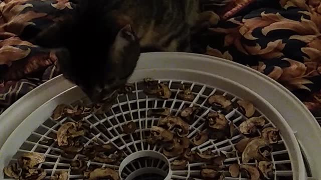 Savannah kitten eats dehydrated mushrooms