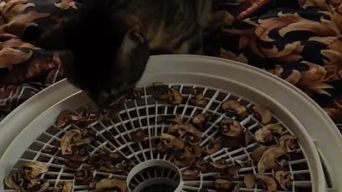Savannah kitten eats dehydrated mushrooms