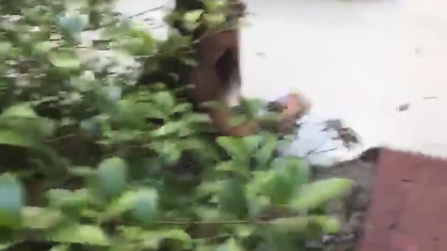 Girl in blue pushes girl in black into bushes