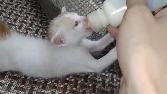 Hungry Rescue Kitten Is Crazy For Bottle Feeding He Is Trying To Find Milk Crazily