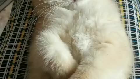 Funny cat