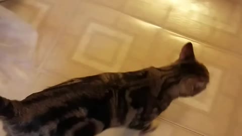 Bengal cat Anton sings w/ his human. Бенгал Антон поёт с хозяйкой. Gato Bengalí Antón canta.