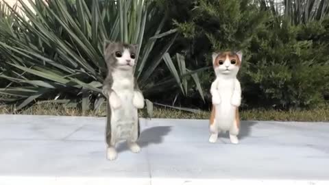 Dancing cats