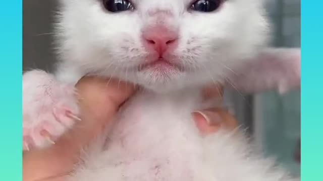 Cute and Funny Cat Videos Compilation
