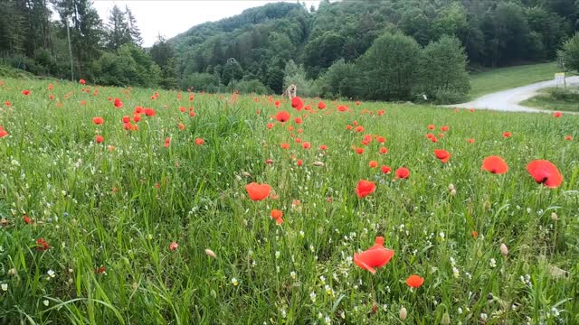 Slow Motion of Dog Running in Field of Flowers