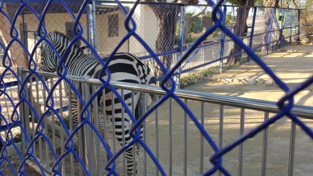 A zebra at a zoo